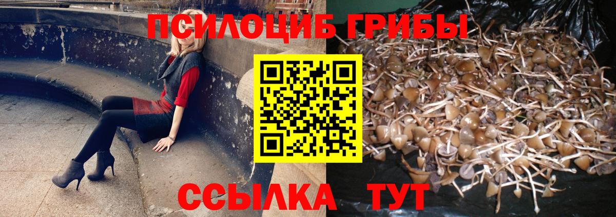 Псилоцибиновые грибы Cubensis Калач-на-Дону
